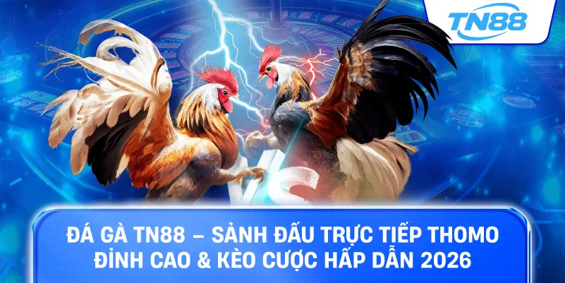 Đá gà TN88 sảnh đấu trực tiếp thomo đỉnh cao kèo cược hấp dẫn 2026